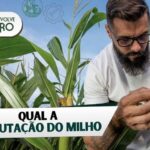 Tributação do milho - Imagem de produtor rural fazendo inspeção no milharal