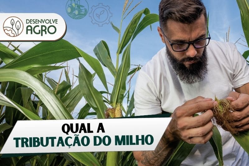 Tributação do milho - Imagem de produtor rural fazendo inspeção no milharal